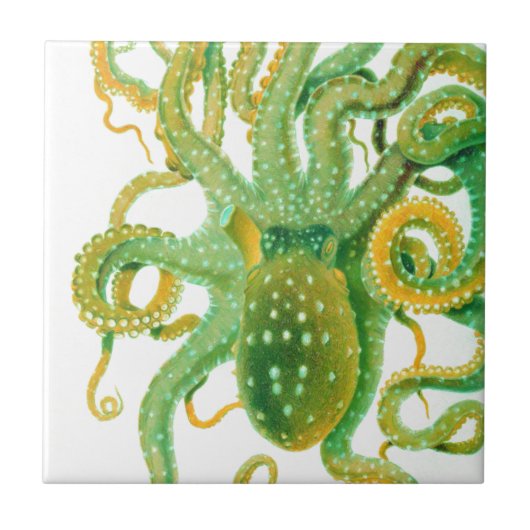 groene octopus tegeltje (Voorkant)