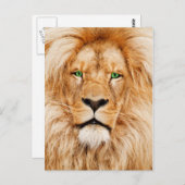 Groene ogen Lions gezicht Briefkaart (Voorkant / Achterkant)