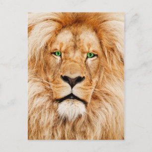 Groene ogen Lions gezicht Briefkaart