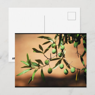 Groene olijven aan tak briefkaart