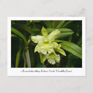 Groene orchideeën Verzamelbaar Briefkaart