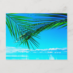 Groene Palm in blauwe lucht Briefkaart