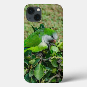 Groene papegaai iPhone 13 hoesje