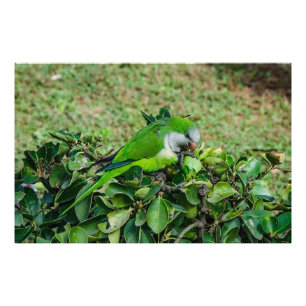 Groene papegaai foto afdruk