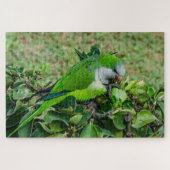 Groene papegaai legpuzzel (Horizontaal)