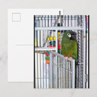 Groene papegaai portret briefkaart