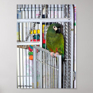 Groene papegaai portret poster