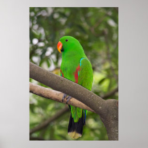 Groene papegaai portret poster