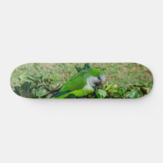Groene papegaai skateboard (Horizontaal)