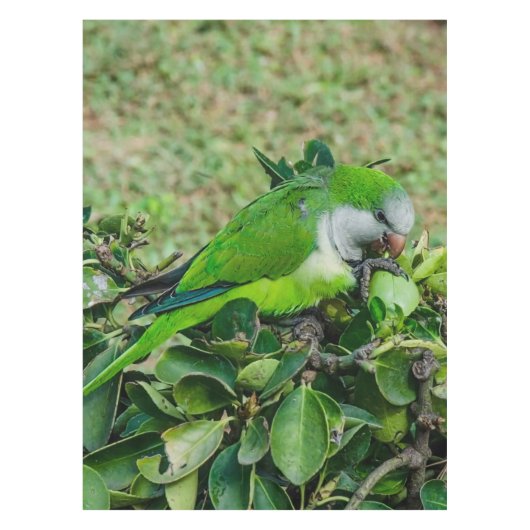 Groene papegaai tafelkleed (Voorkant)