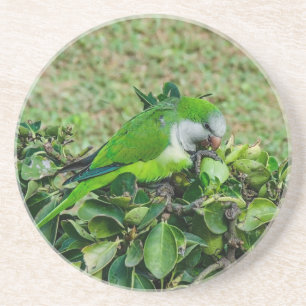 Groene papegaai zandsteen onderzetter