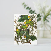 Groene Parakeets Parrots Briefkaart (Staand voorkant)