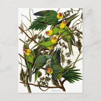 Groene Parakeets Parrots Briefkaart