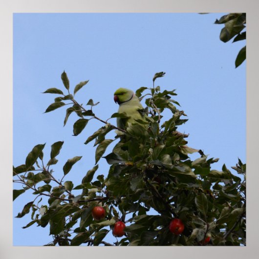 Groene Parkiet Poster (Voorkant)