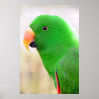 Groene parkiet van Poster Mexico