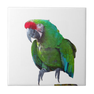 Groene Parrot keramische Tegel Tegeltje