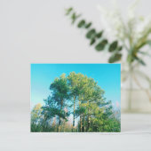  groene pijnbomen briefkaart (Staand voorkant)