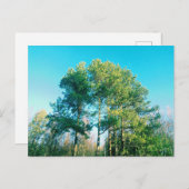  groene pijnbomen briefkaart (Voorkant / Achterkant)