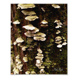 Groene planken foto afdruk