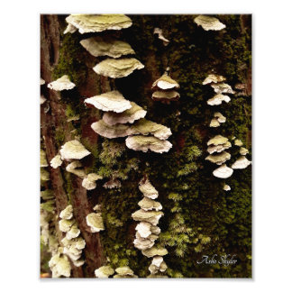 Groene planken foto afdruk