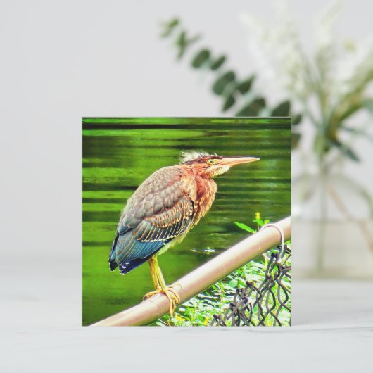 Groene reiger (Staand voorkant)