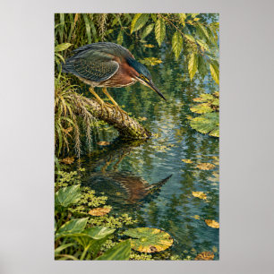 Groene Reiger Boven de Stille Wateren van Zuid-Tex Poster
