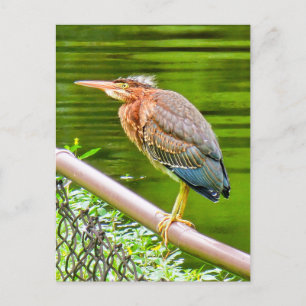 Groene reiger briefkaart