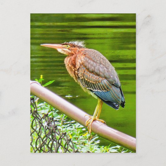 Groene reiger briefkaart (Voorkant)