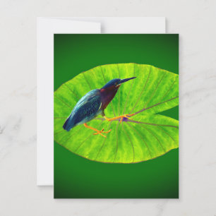 Groene reiger briefkaart