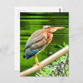 Groene reiger briefkaart (Voorkant / Achterkant)