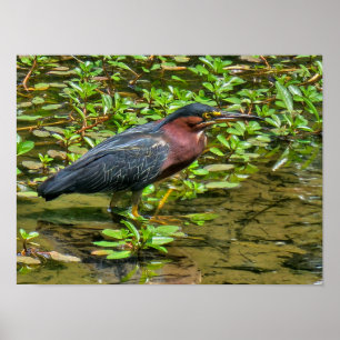 Groene reiger (Butorides virescens) Poster