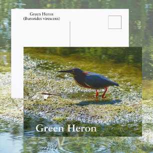 Groene Reiger Everglades Wateren Vogel Fotografie Briefkaart