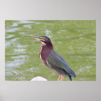 Groene Reiger Vogel Foto Poster