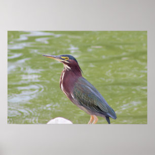Groene Reiger Vogel Foto Poster