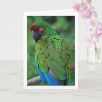 Groene Rood en Blauwe Papegaai