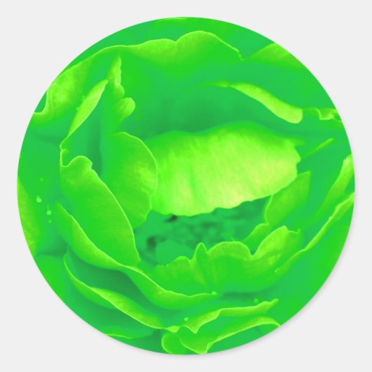 Groene Roos Sticker - (Voorkant)