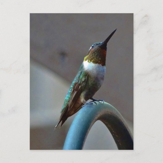 Groene Ruby kleine Hummingbird Briefkaart (Voorkant)
