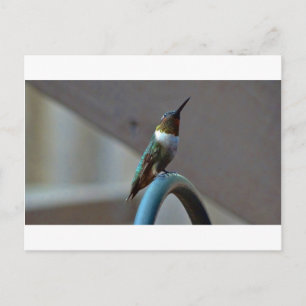 Groene Ruby kleine Hummingbird Briefkaart