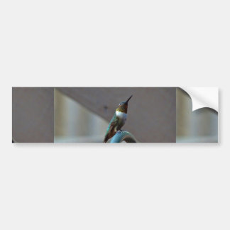 Groene Ruby kleine Hummingbird Bumpersticker
