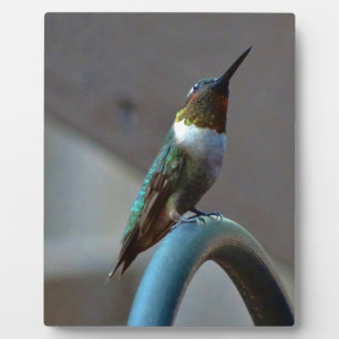Groene Ruby kleine Hummingbird Fotoplaat