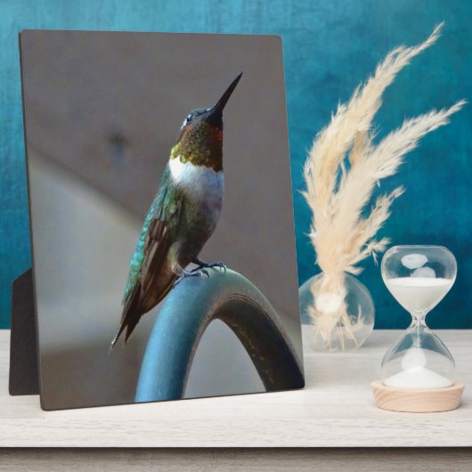 Groene Ruby kleine Hummingbird Fotoplaat (Zijkant)