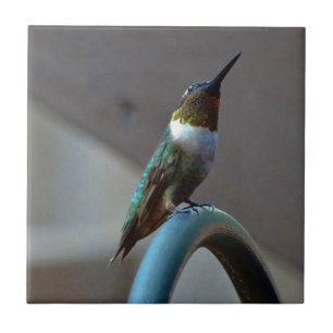 Groene Ruby kleine Hummingbird Tegeltje