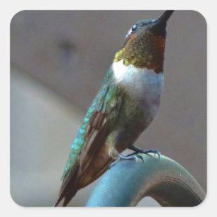 Groene Ruby kleine Hummingbird Vierkante Sticker