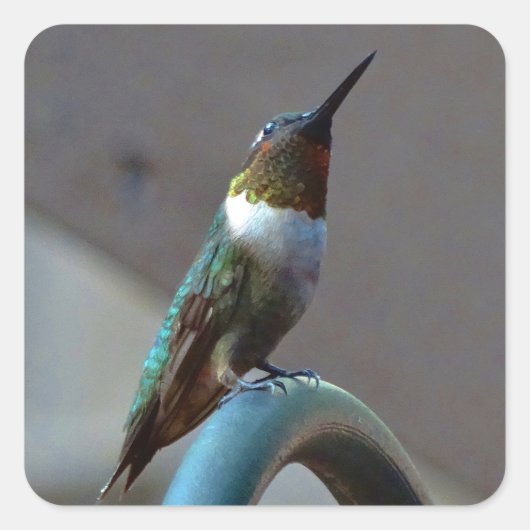 Groene Ruby kleine Hummingbird Vierkante Sticker (Voorkant)