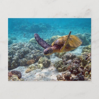 Groene schildpad briefkaart