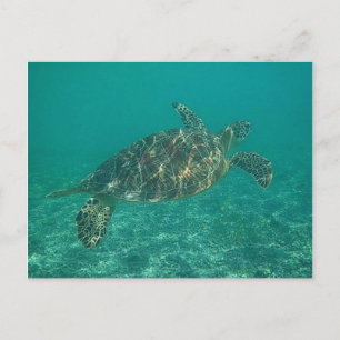 groene schildpad briefkaart