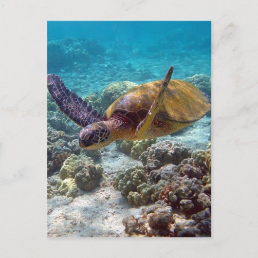 Groene schildpad briefkaart (Voorkant)