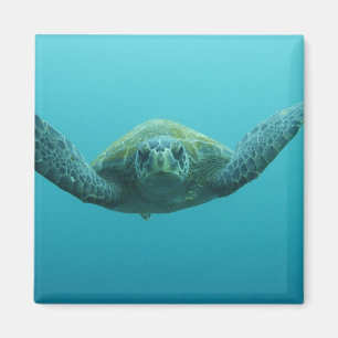 Groene Schildpad (Chelonia mydas agassisi), Centra Magneet