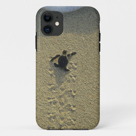 Groene schildpad (Chelonia mydas), broederij Case-Mate iPhone Case (Achterkant)