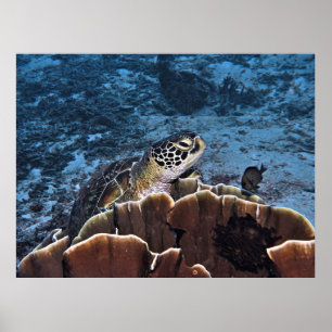 Groene schildpad op koraal poster